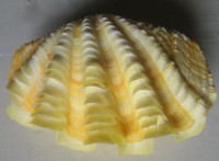 Tridacna squamosa Lamarck, 1819